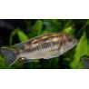 Pseudotropheus Lanisticola 4-5cm lot de 2