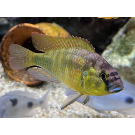 Haplochromis Yellow Belly 6-7 cm lot de 2