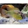 Haplochromis Yellow Belly 6-7 cm lot de 2