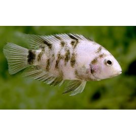 Cichlasoma Nigrofasciatum - Amatitlania Nigrofasciatamoucheté 4-5cm