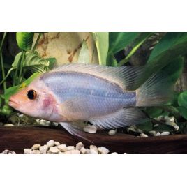 Amphilophus Labiatus 