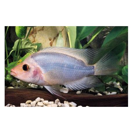 Amphilophus Labiatus 