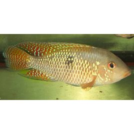 Geophagus Brasiliensis 5-6 cm