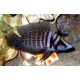 Altolamprologus calvus Black pearl 3-4cm