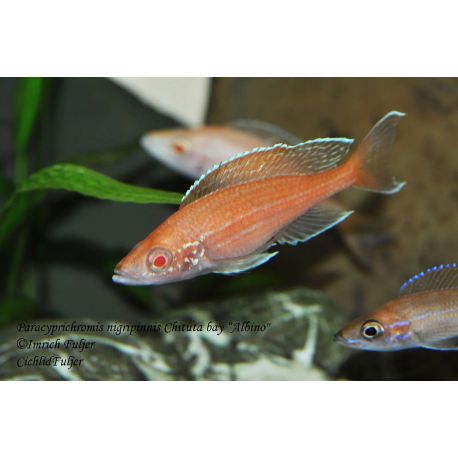 Paracyprichromis Nigripinnis Blue neon albinos