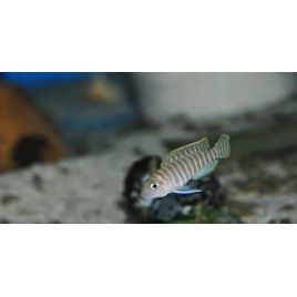 Lamprologus similis 4-5cm