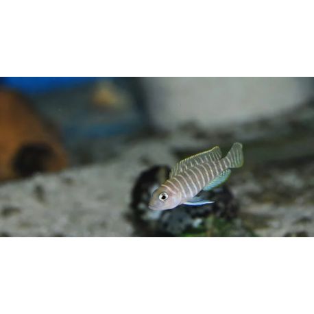 Lamprologus similis 4-5cm