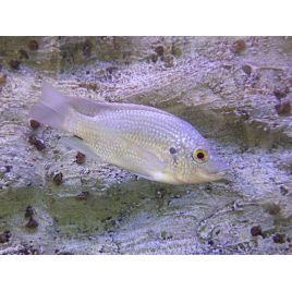 Oreochromis tanganicae 4-5cm