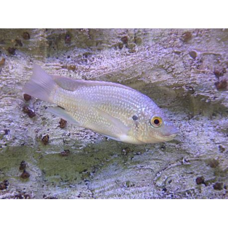 Oreochromis tanganicae 4-5cm