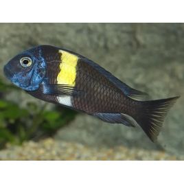 Tropheus Duboisi 8-10cm