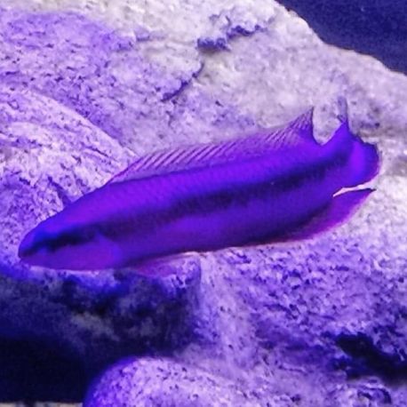 Pseudochromis indigo mauve (Fridmani X Sankeyi) 39,50 €