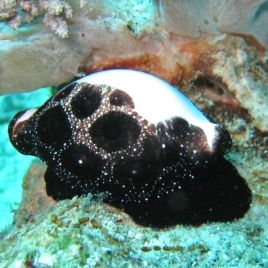 Ovula ovum - cyprea noire 6-8cm