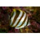 Parachaetodon ocellatus : 8 à 10 cm  57,50 €