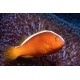 Amphiprion Akallopisos : 3 à 5 cm  13,50 €