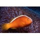 Amphiprion Akallopisos : 3 à 5 cm  