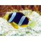 Amphiprion Clarkii : 4 à 5 cm élevage 17,90 €