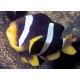 Amphiprion Clarkii : 4-6 cm 19,90 €