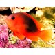 Amphiprion Ephippium 3-4 cm   19,90 €