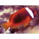 Amphiprion Frenatus : 2 à 3 cm  Elevage