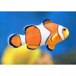 Amphiprion Ocellaris 4-5 cm (sauvage) 24,80 €