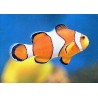 Amphiprion Ocellaris 4-6 cm (sauvage)