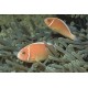 Amphiprion Perideraion : 3 à 4 cm  17,90 €