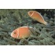 Amphiprion Perideraion : 3 à 4 cm  
