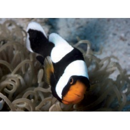 Amphiprion Polymnus (élevage) : 2-3 cm 