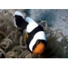 Amphiprion Polymnus: 4-6 cm sauvage
