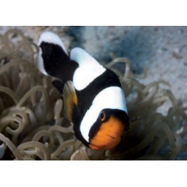 Amphiprion Polymnus : 5-8 cm  43,50 €