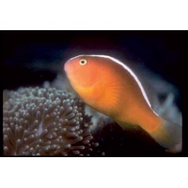 Amphiprion Sandaracinos élevage 3 à 4 cm  14,90 €