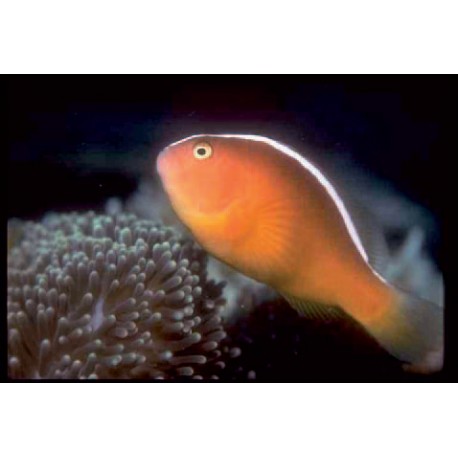 Amphiprion Sandaracinos (sauvage) : 4 à 6 cm  22,00 €