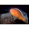 Amphiprion Sandaracinos (sauvage) : 4 à 6 cm