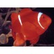 Premnas Biaculeatus 4-6 cm 28,50 €