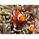 Anemone heteractis crispa blanchâtre ! + 2 amphiprion ocellaris d'elevage 2-3 cm