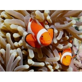 Anemone heteractis crispa blanchâtre ! + 2 amphiprion ocellaris d'elevage 2-3 cm
