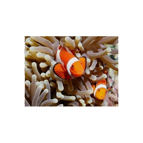 Anemone heteractis crispa blanchâtre ! + 2 amphiprion ocellaris d'elevage 2-3 cm