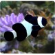 Amphiprion Ocellaris "Black" 4-5 cm (lot de 2)