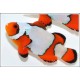 Amphiprion Ocellaris "Premium Snow Flake" 4-6cm 59,50 €