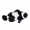 Amphiprion Ocellaris "Black Snow flake" 2-3 cm