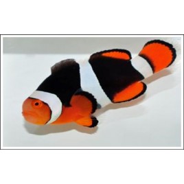 Amphiprion Percula "Onyx" 