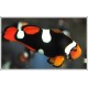 Amphiprion Percula "Extreme Onyx"
