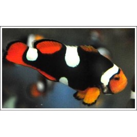 Amphiprion Percula "Extreme Onyx"