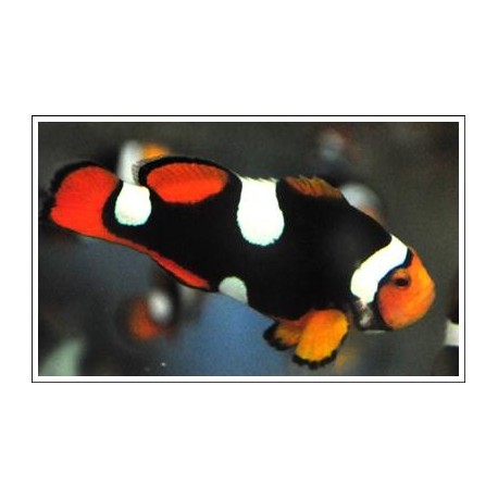 Amphiprion Percula "Extreme Onyx"