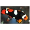 Amphiprion Percula "Extreme Onyx"