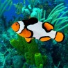 Amphiprion Percula "Picasso Premium" 3-4 cm