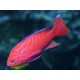 Pseudanthias Bimaculatus mâle : 7-10 cm  