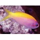 Pseudanthias evansi femelle* : 4-6 cm  