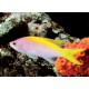 Pseudanthias evansi*  6 à 8 cm  