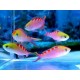 Pseudanthias flavoguttatus 3-5 cm 39,90 €
